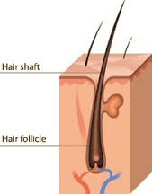 anatomie_poil1